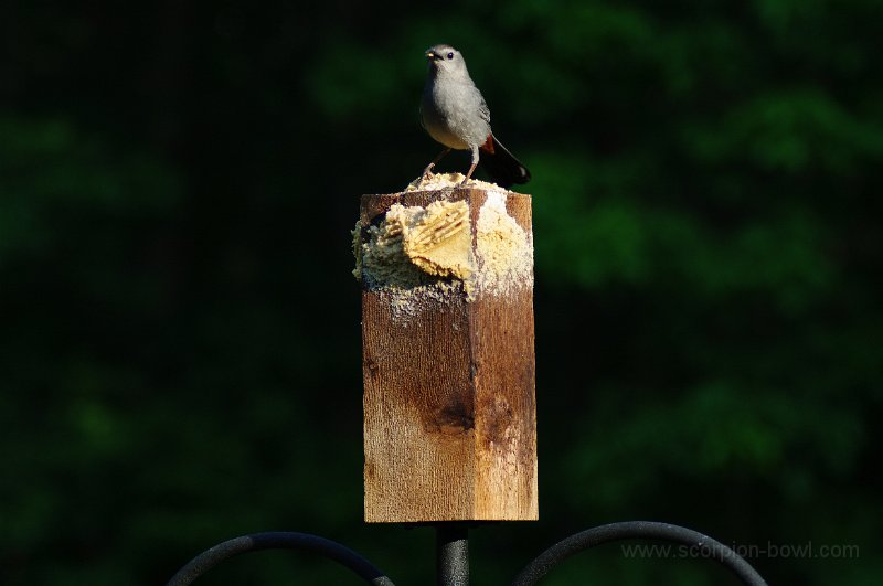 IMGP3525.JPG