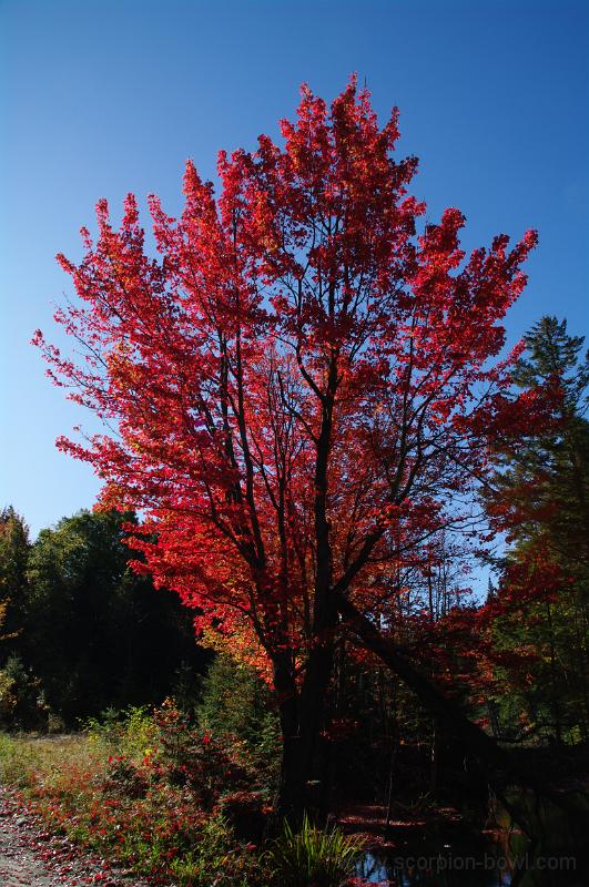 IMGP1683.JPG